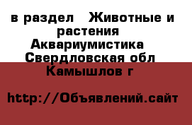  в раздел : Животные и растения » Аквариумистика . Свердловская обл.,Камышлов г.